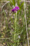 Purple prairie clover